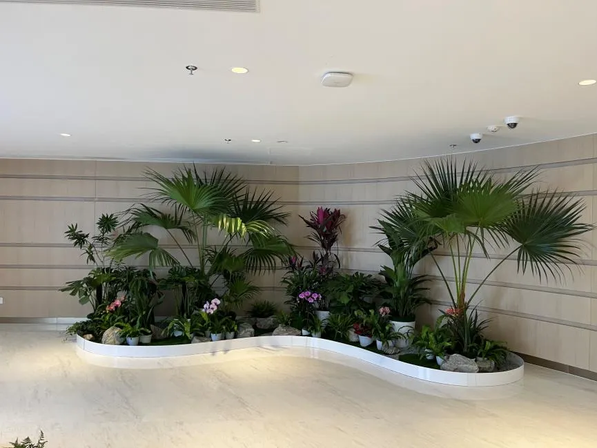 宁波余姚花木出租公司，专业服务让绿植焕生机